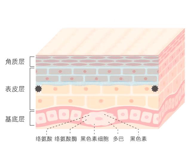 白小姐一码一肖中特一肖，考核释义、解释与落实的重要性