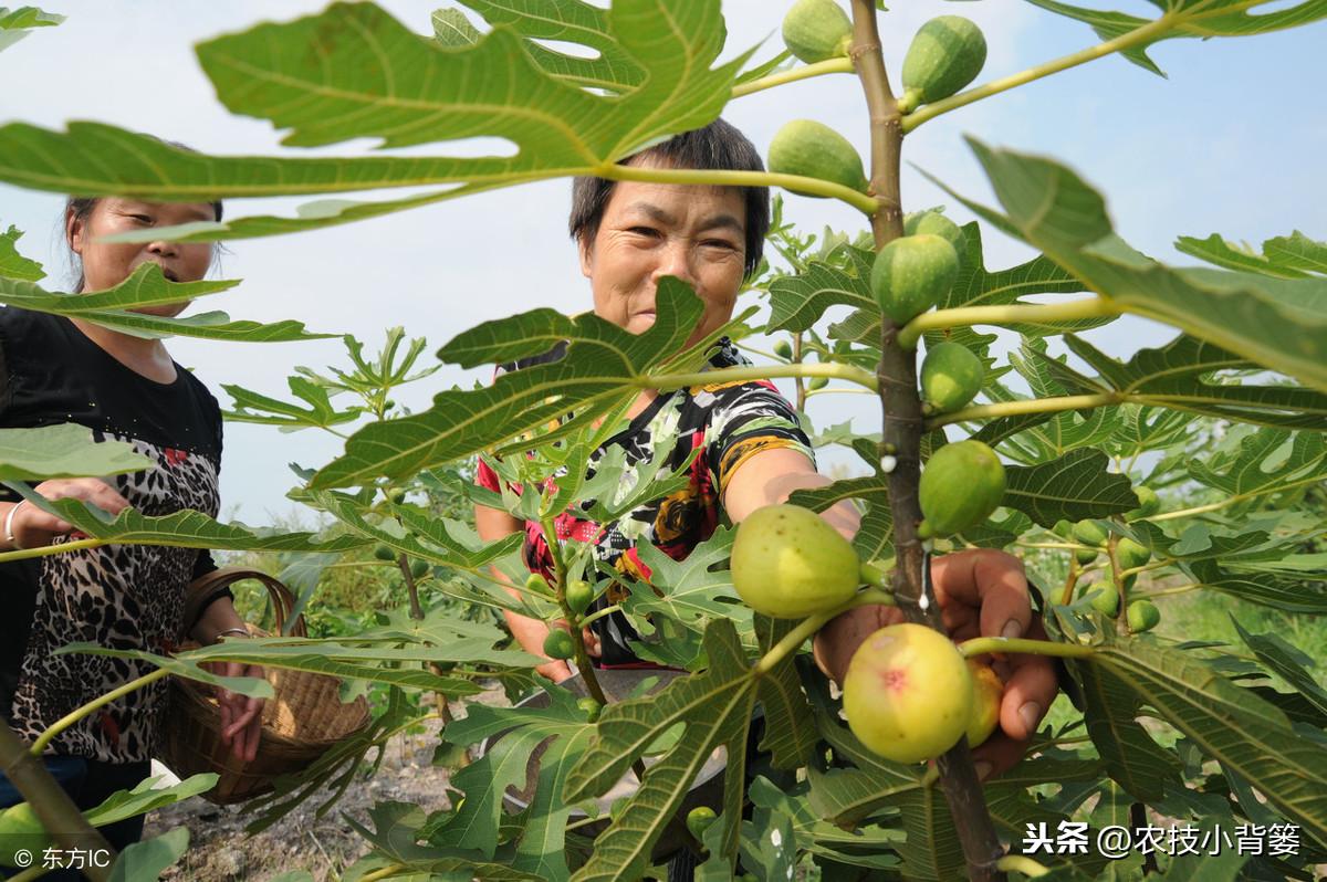 四肖期期准免费资料大全，增长释义解释与落实策略